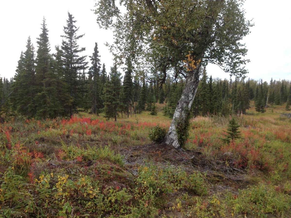 Whispering Woods Ak